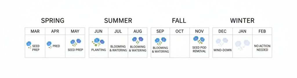 Morning glory care calendar showing planting, blooming, and seed management through the seasons